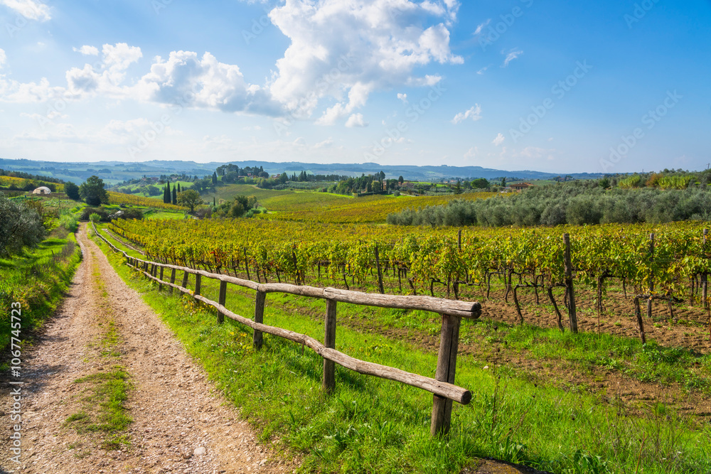 Path in Chianti region, landscape with vineyards and olive trees. Torri, Scandicci, Tuscany region, Italy Path in Chianti region, landscape with vineyards and olive trees. Torri, Scandicci, Tuscany region, Italy