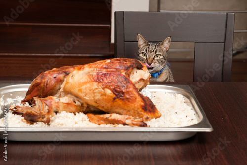 Curious tabby cat is staring at a large roasted turkey ,licking.