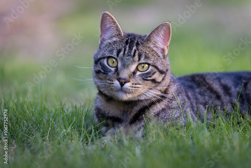 tabby cat 