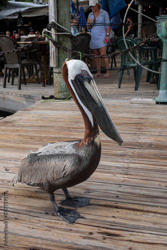pelican on the pier