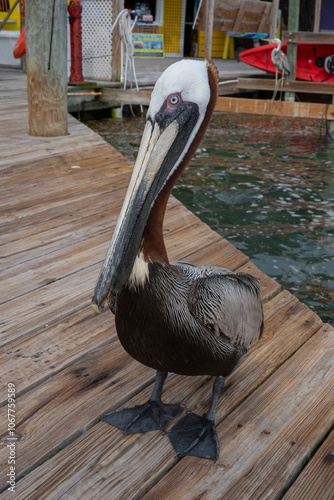 pelican on the pier
