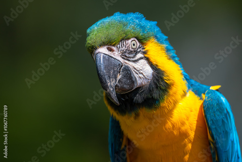 Portrait of a Blue-and-yellow Macaw (Ara ararauna)