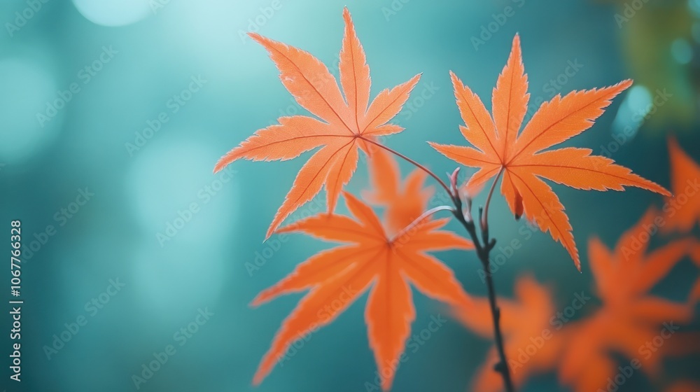 Three orange maple leaves against a blurry teal background. Three orange maple leaves against a blurry teal background.