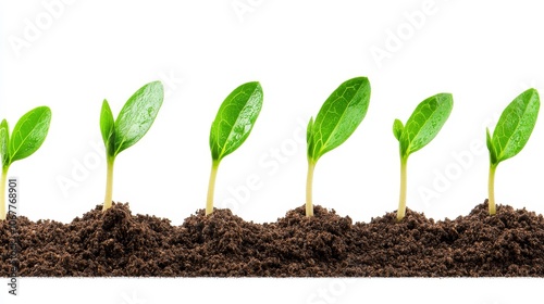 Seedling in its mid-growth stage, reaching upward, soil rich in texture, minimal white background, perfect for educational banners