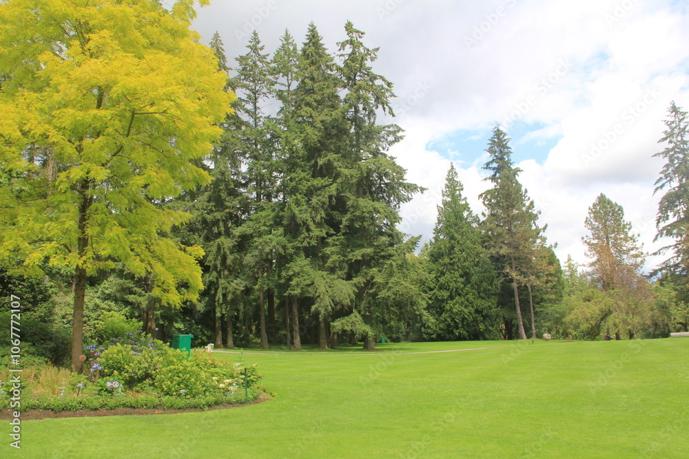 Fototapeta premium trees in the garden