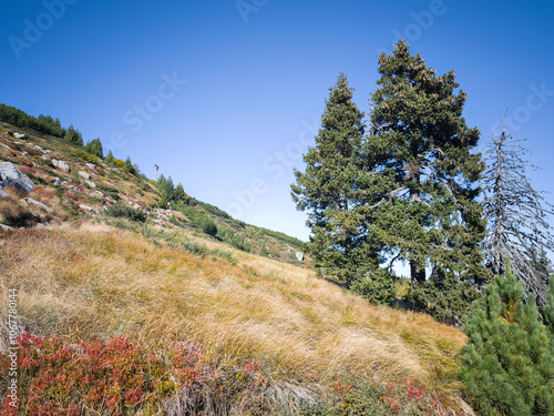 Landscape of Vitosha Mountain, Bulgaria photo