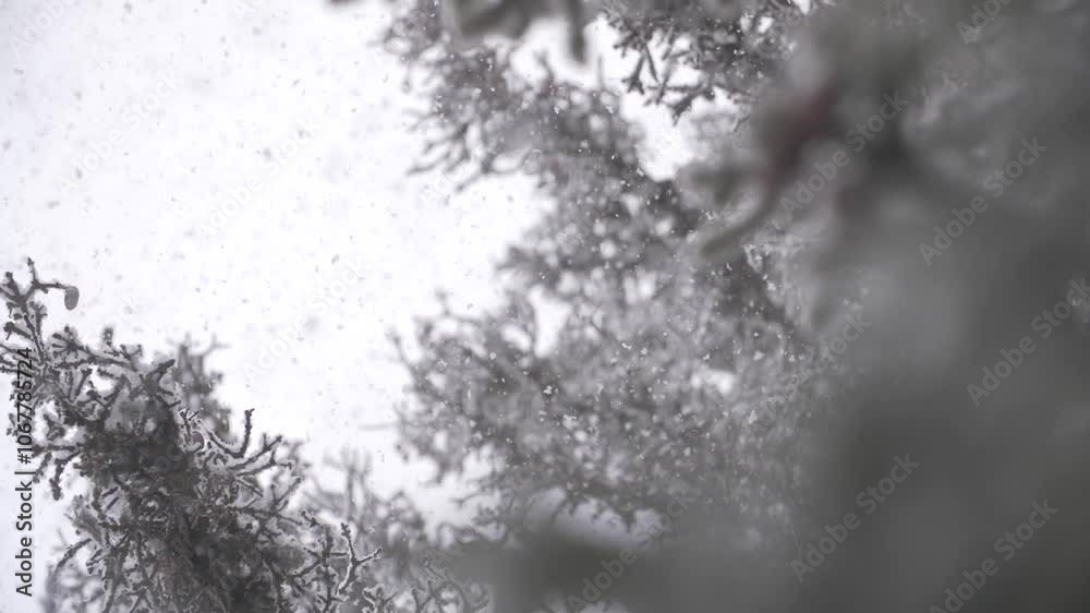 Chute de neige