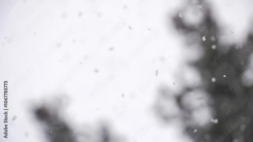 Chute de neige