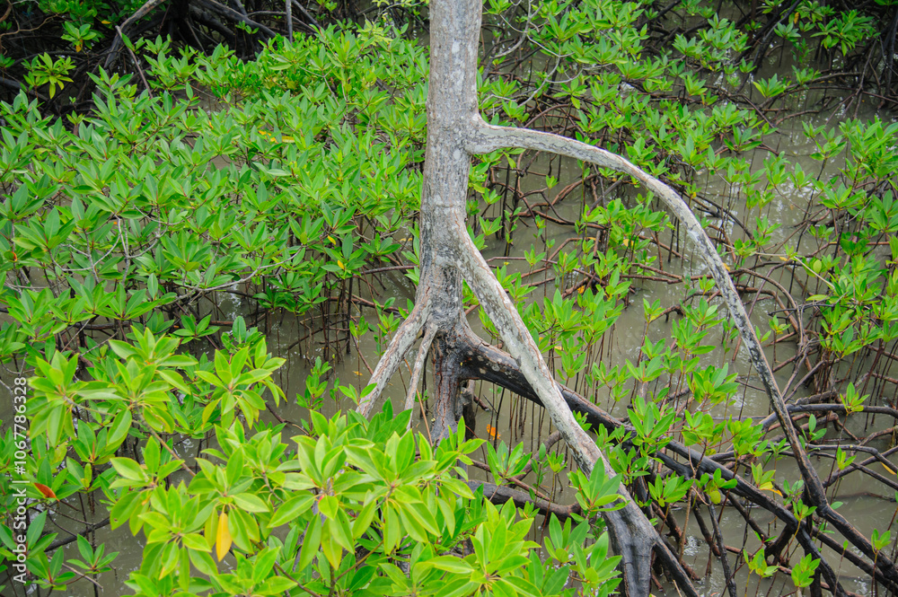 Mangrove forests on the seaside indicate the richness of nature. Mangrove forests on the seaside indicate the richness of nature.