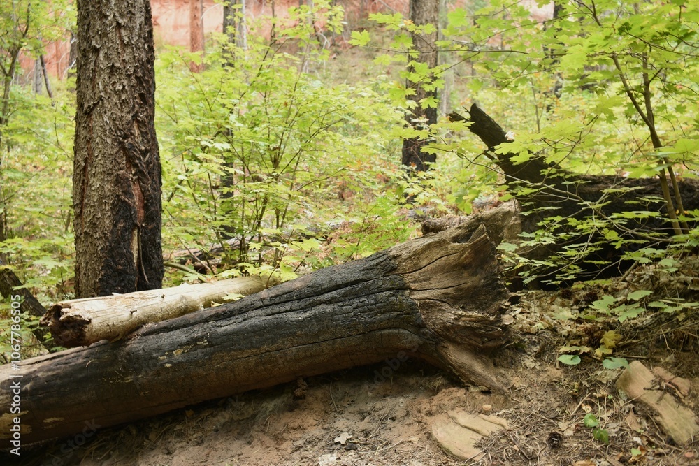 Fototapeta premium A fallen charred tree in the forest