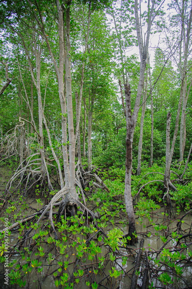 Fototapeta premium Mangrove forests on the seaside indicate the richness of nature.