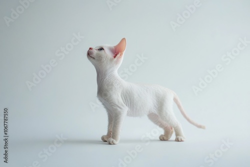 the beside view baby Cornish Rex cat standing, left side view, low angle, white copy space on right, Isolated on White Background