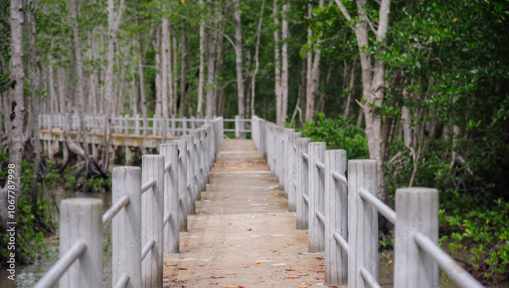 Concrete sidewalk for walking through the nature of the mangrove forest. Concrete sidewalk for walking through the nature of the mangrove forest.