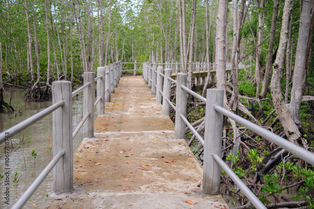 Concrete sidewalk for walking through the nature of the mangrove forest. Concrete sidewalk for walking through the nature of the mangrove forest.