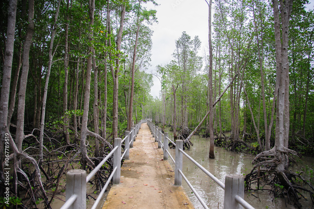 Concrete sidewalk for walking through the nature of the mangrove forest. Concrete sidewalk for walking through the nature of the mangrove forest.