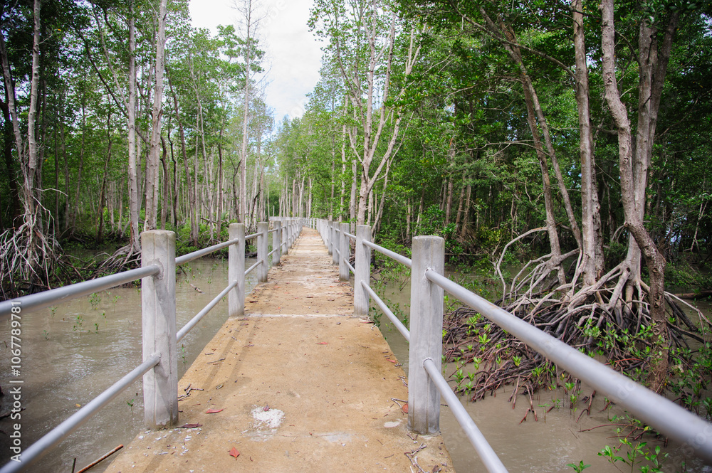 Obraz premium Concrete sidewalk for walking through the nature of the mangrove forest.