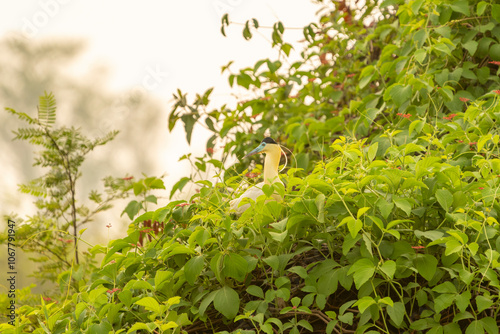 Black-capped heron in surrounded green foliage by river in the Pantanal Brazil