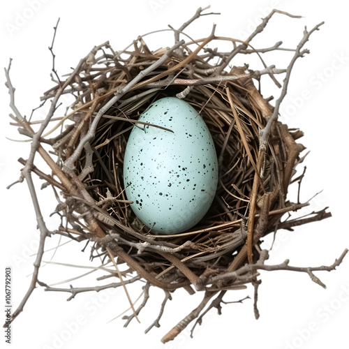 Bird egg nestled in a nest made of twigs, Isolated on White Background photo