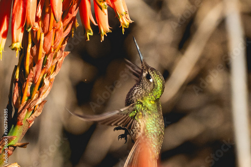 Colibrí o picaflor en vuelo photo