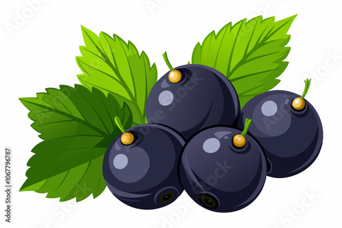 Closeup of fresh black currants with green leaves isolated on a white background