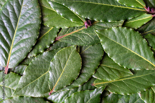 Closeup of fresh bay leaves 