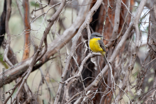 Eastern Yellow Robin photo