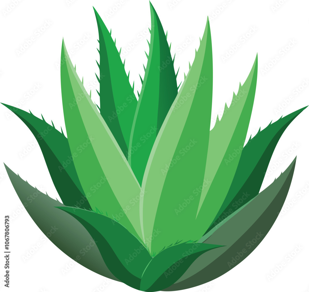 realistic set of aloe vera no background realistic set of aloe vera no background