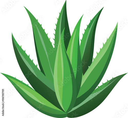 realistic set of aloe vera no background