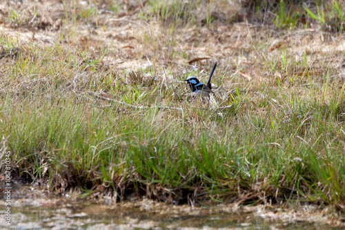 Fototapeta Blue wren