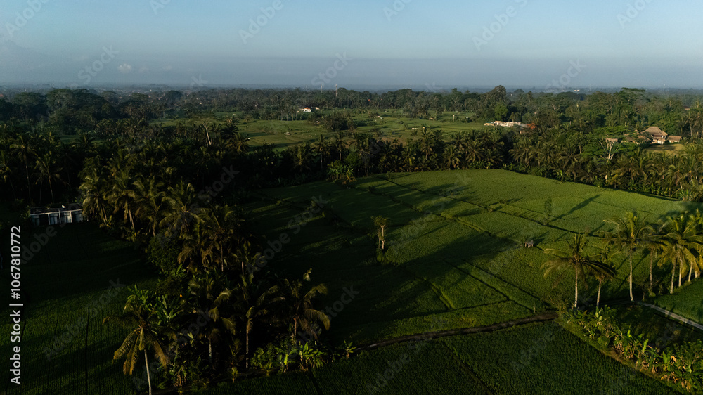 Green rice fields Green rice fields