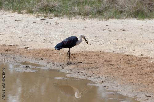 White Necked Heron photo