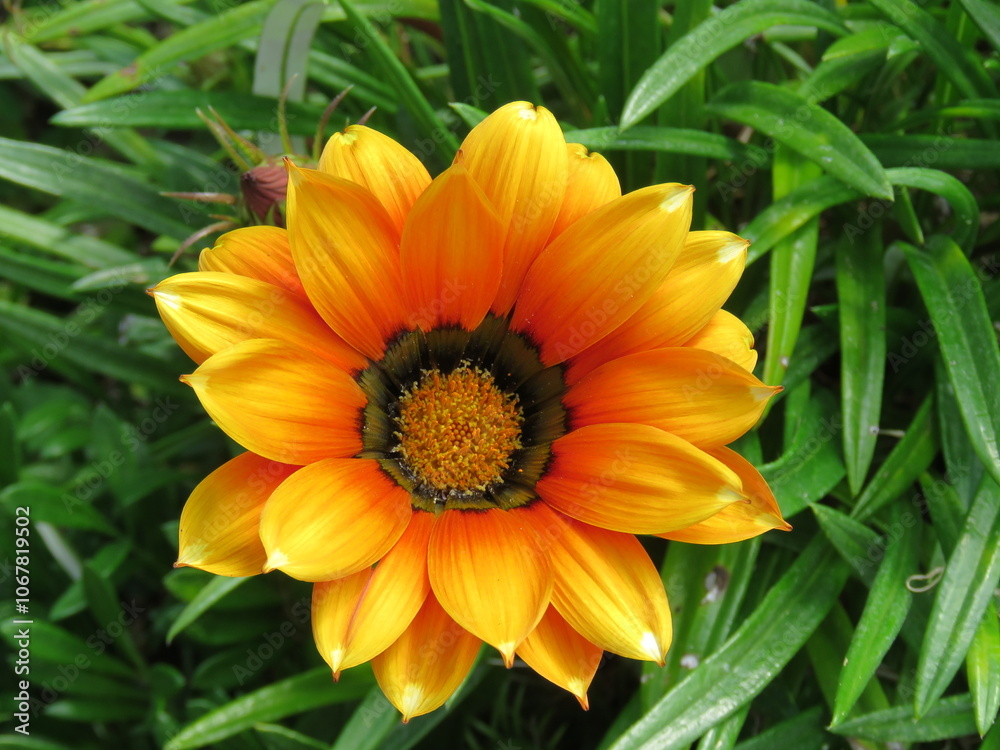 Fototapeta premium orange flower in the garden