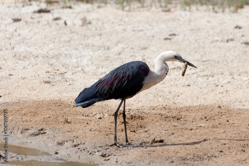 White Necked Heron