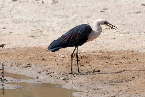 White Necked Heron