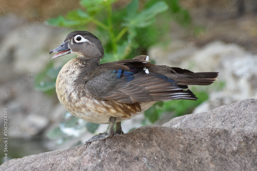 Female caroline duck ( wood duck ) standing on a rock Female caroline duck ( wood duck ) standing on a rock