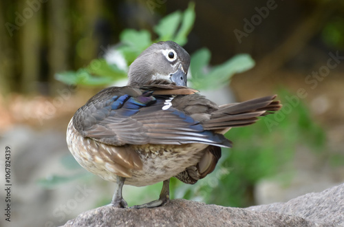 Female caroline duck ( wood duck ) standing on a rock and cleaning its feathers photo