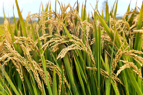 Mature rice in the field photo