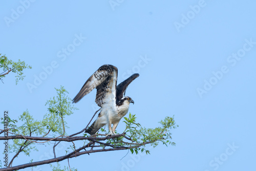 Osprey in tree with wings raised readying for flight.