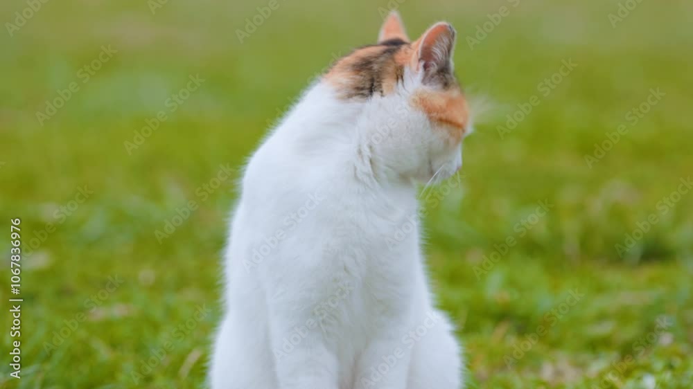 A white and orange cat yawns while sitting on a lush green field, capturing a moment of feline relaxation and natural beauty. A white and orange cat yawns while sitting on a lush green field, capturing a moment of feline relaxation and natural beauty.