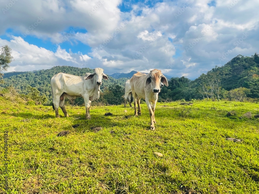Fototapeta premium Local Cows Grazing on a Grassy Hillside in Costa Rica. A colorful photograph of cows standing on a grassy hillside in rural Costa Rica, with lush greenery and a mountain landscape.