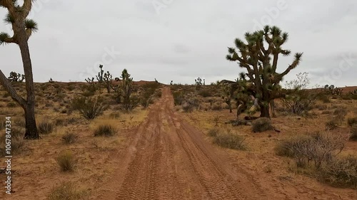 Desert trail Josua tree brush Utah POV. Scenic Parkway Highway 93. Mountain desert valley. Dry arid environment. Natural beauty recreation area. Between Phoenix and Las Vegas. Landscape.