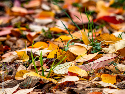 Herbstlich gefärbte Blätter an einem Baum photo