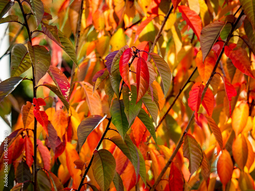 Herbstlich gefärbte Blätter an einem Baum photo