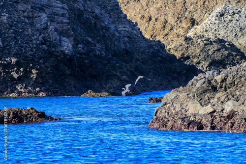 防波堤から飛び立つ美しいクロサギ（サギ科）のペア。
英名学名：Pacific Reef-Heron (Egretta sacra)
静岡県伊豆半島賀茂郡南伊豆町中木ヒリゾ浜2024年
 photo