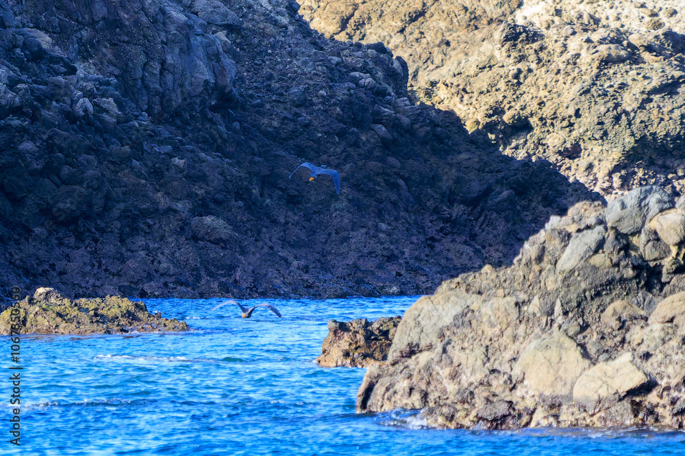 Fototapeta premium 防波堤から飛び立つ美しいクロサギ（サギ科）のペア。 英名学名：Pacific Reef-Heron (Egretta sacra) 静岡県伊豆半島賀茂郡南伊豆町中木ヒリゾ浜2024年 