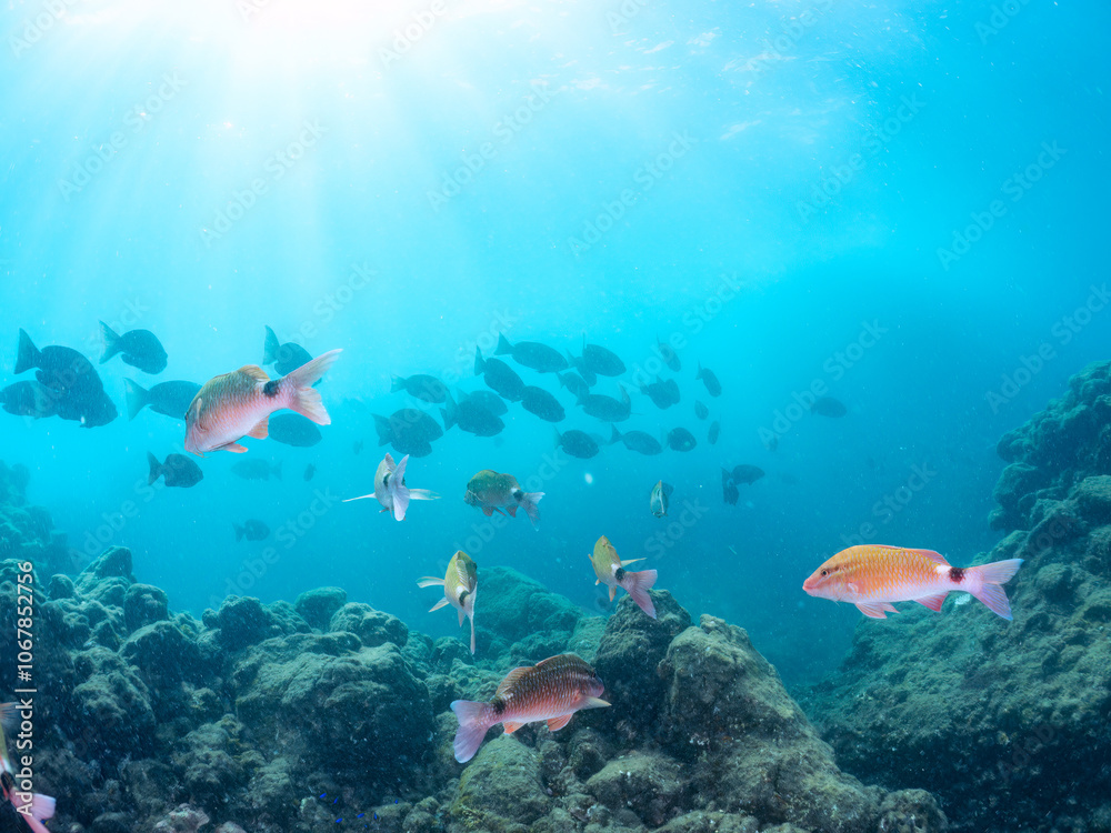 Fototapeta premium 美しいホウライヒメジ(ヒメジ科)、ニザダイ(ニザダイ科)、メジナ(イスズミ科)他の群れ。 英名学名:Whitesaddle goatfish, Parupeneus ciliatus Sawtail juvenile (Prionurus scalprum) Largescale Blackfish, Girella punctata 静岡県伊豆半島賀茂郡南伊豆町中木ヒリゾ浜2024年