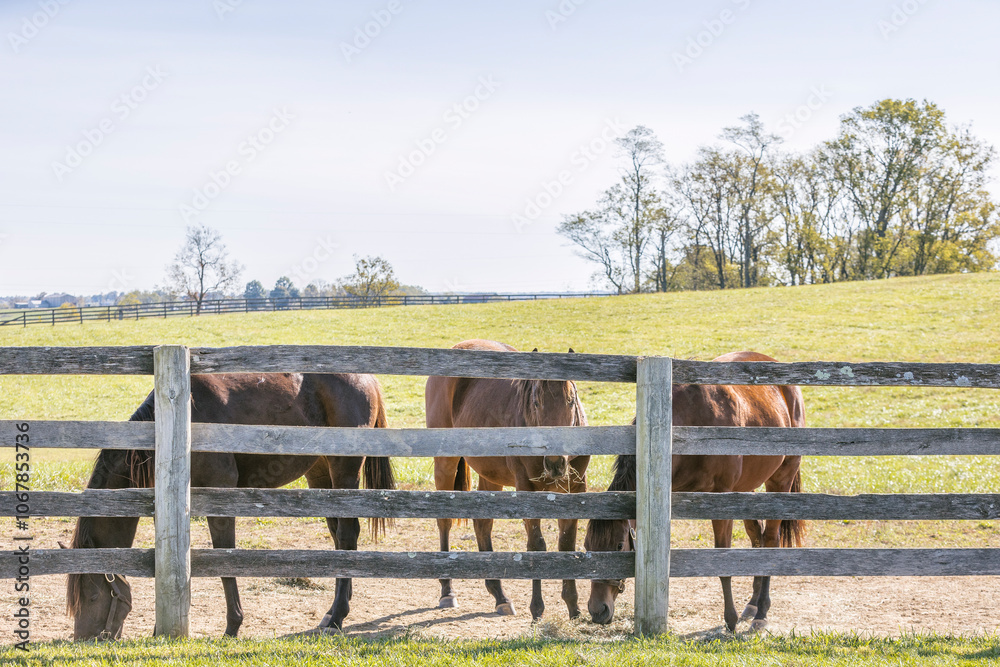 Three yearling horses in a pasture behind a wooden board fence Three yearling horses in a pasture behind a wooden board fence