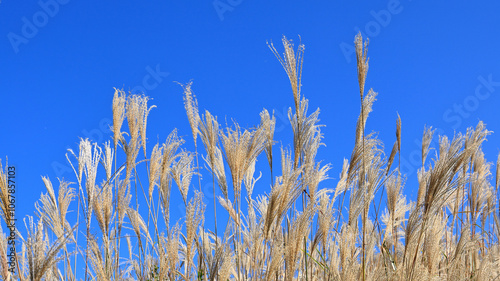 The ears of pampas grass shine in the light against a clear autumn blue sky