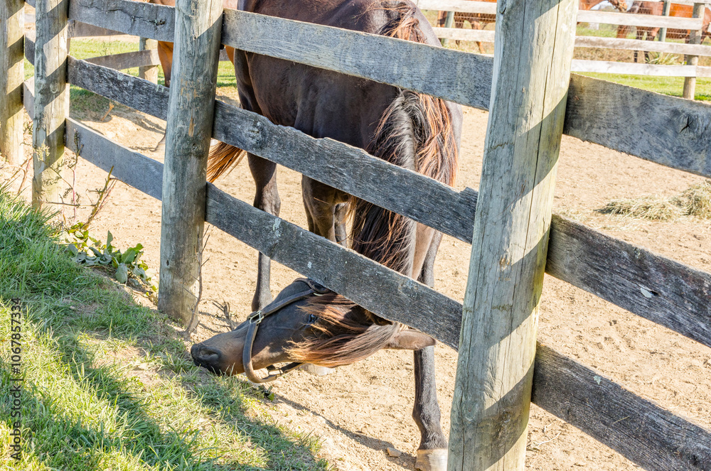 A horse trying to eat the grass on the other side of the fence. A horse trying to eat the grass on the other side of the fence.