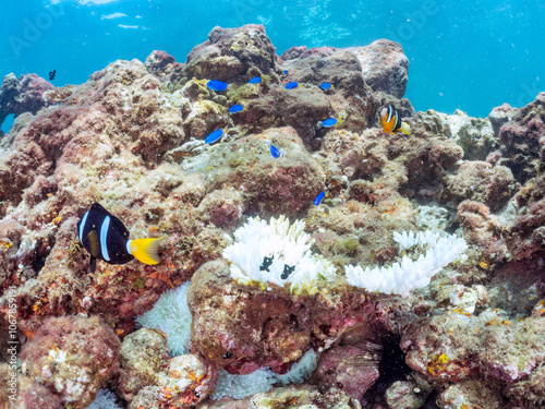 高海水温が続いているのでサンゴの白化現象が起きている。 美しいイソギンチャク畑の可愛いクマノミ（クマノミ亜科）ペア、ミツボシクロスズメダイ（スズメダイ科）他の群れ。 英名学名： Yellowtail clownfish (Amphiprion clarkii) Threespot dascyllus (Dascyllus trimaculatus) 南伊豆町中木ヒリゾ浜2024年 